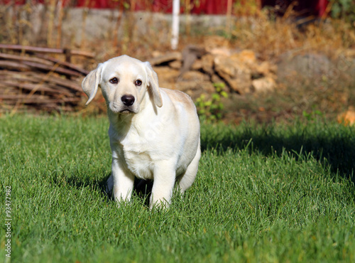 a nice yellow labrador puppy in green grass