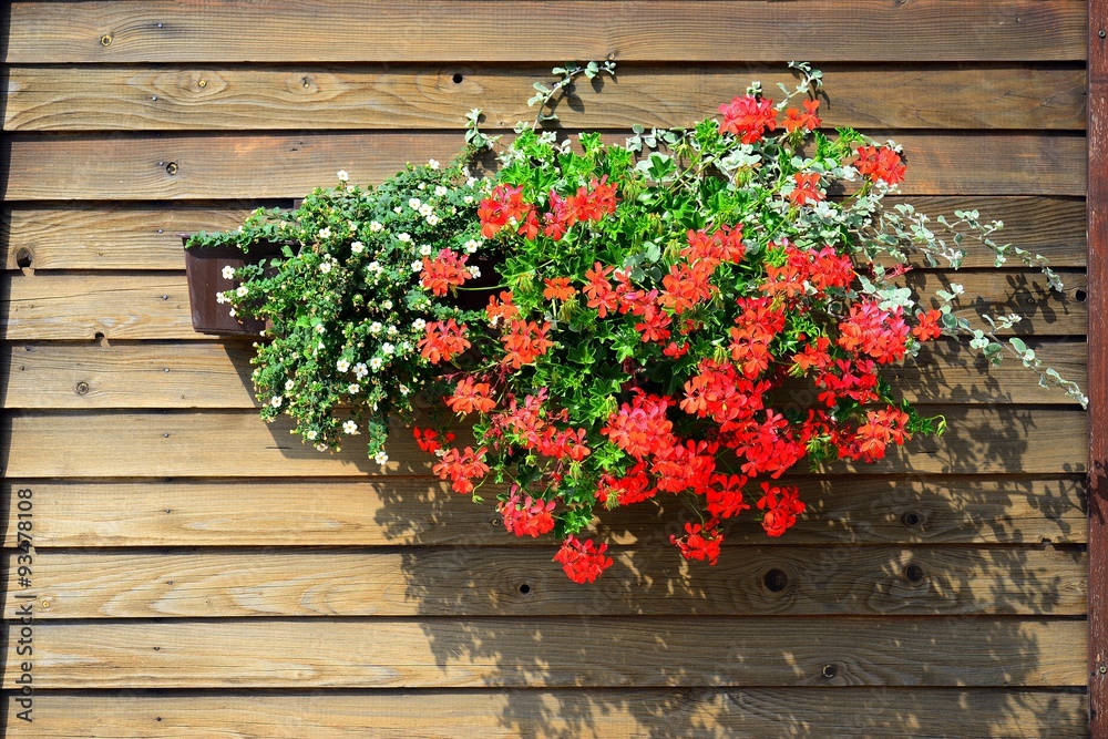 Red flowers in the flowerpot on the wall