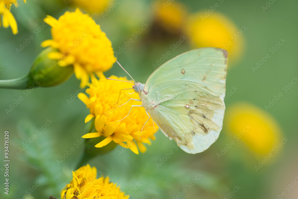 yellow butterfly are sucking nectar from yellow flowers . yellow butterfly are sucking nectar from yellow flowers .