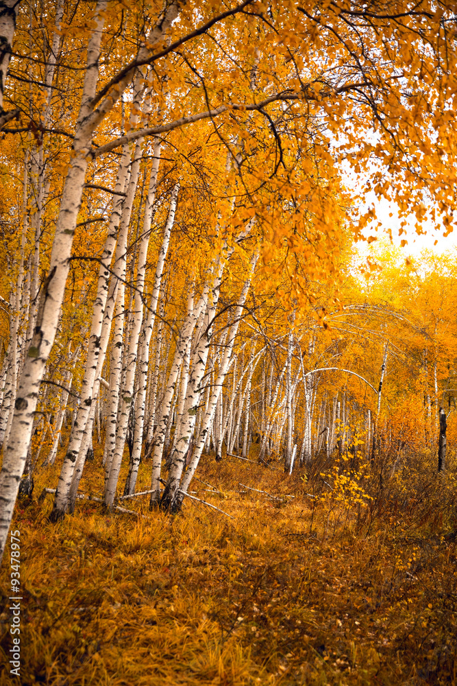 Obraz premium Autumn birch forest