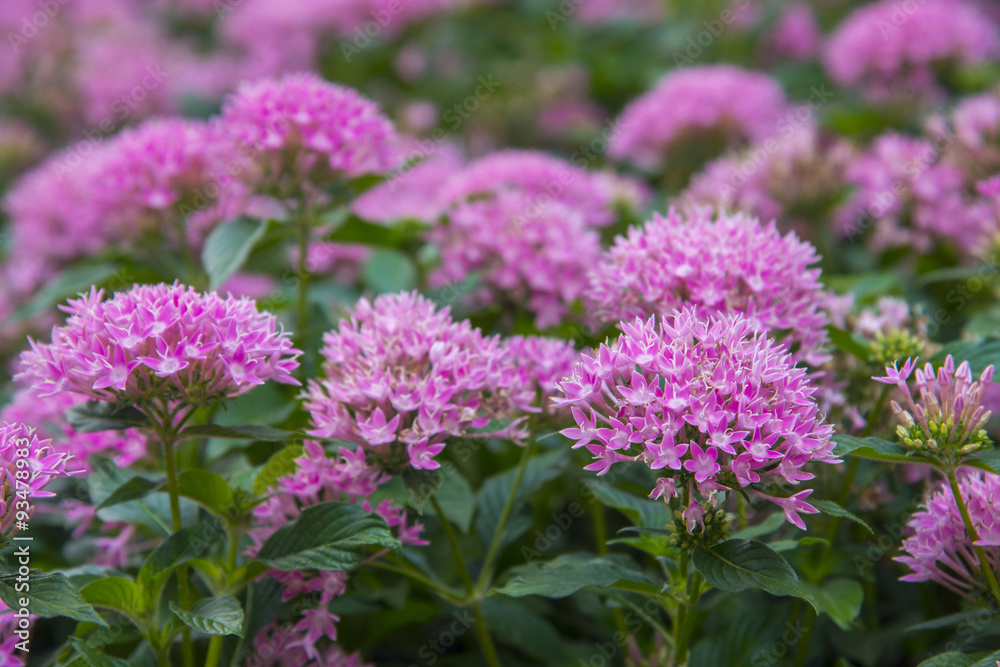 pink flower in garden pink flower in garden