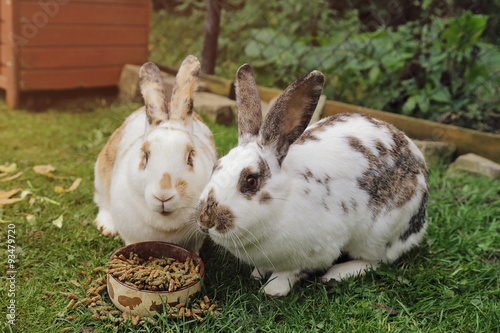 lapins dans enclos extérieur mangeant granulés photo