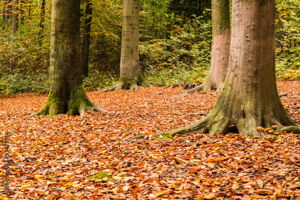 Wald im Herbst Wald im Herbst