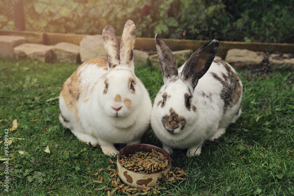 Fototapeta premium lapins dans enclos extérieur mangeant granulés