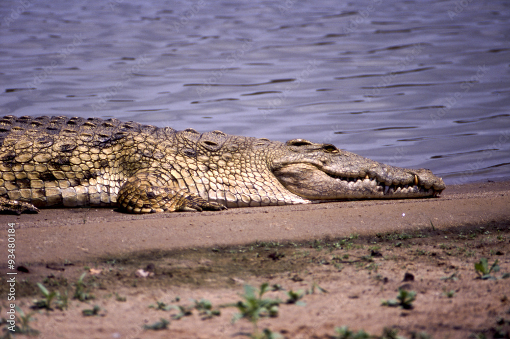 Obraz premium Coccodrillo del Nilo - Nile Crocodile (Crocodylus niloticus) sul fiume Rufiji del Selous Game Reserve in Tanzania 