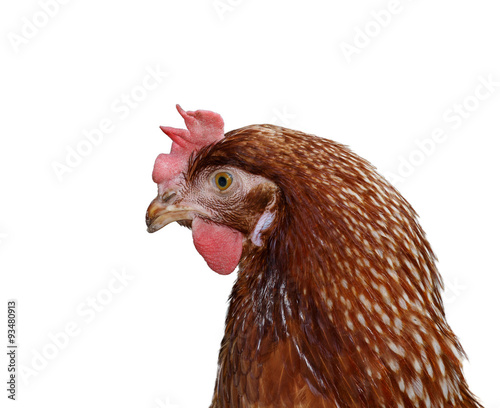 Brown head hen isolated