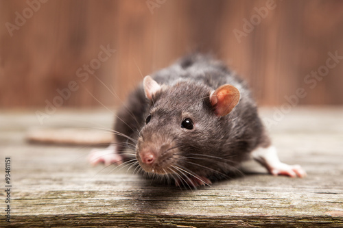 Fotografie, Obraz Pet rat