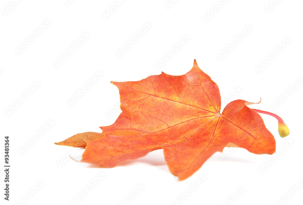 Maple leaf Maple leaf