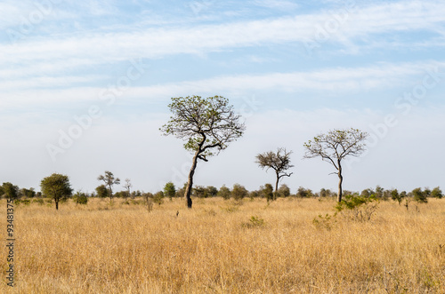 Paesaggio savana Kruger park Sudafrica