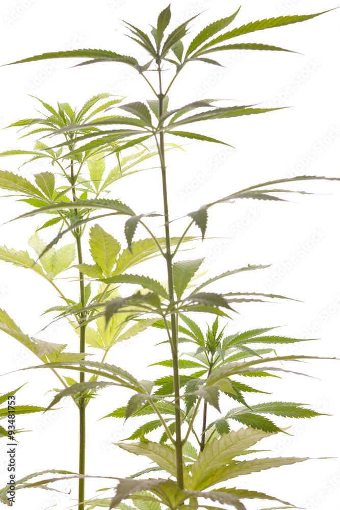 Fototapeta Cannabis marihuana Pflanze mit grünen Blättern Drogen Nahaufna
