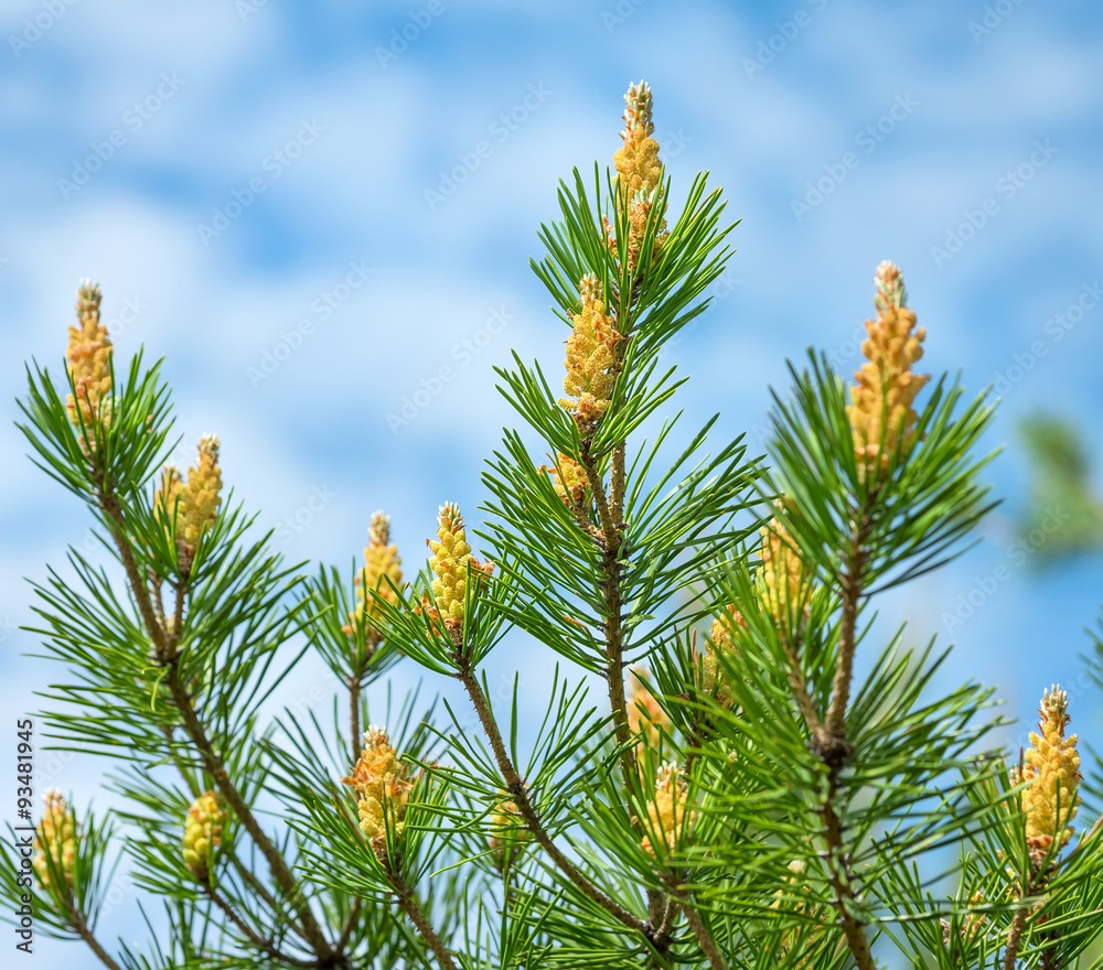 Pine branch with buds against the sky Pine branch with buds against the sky