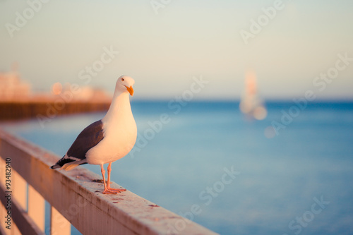 Beautiful Seagull