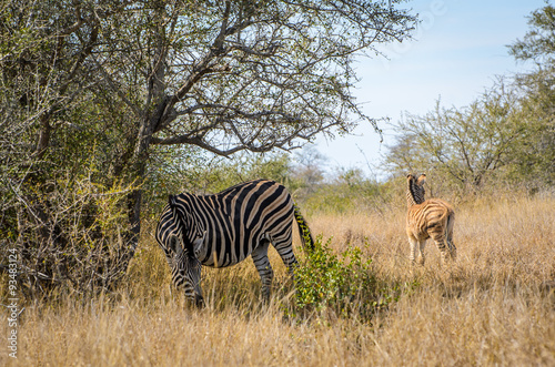 Zebre Kruger park - Sudafrica