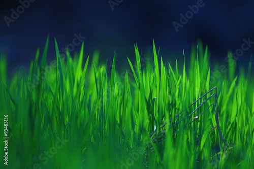 texture of fresh green grass