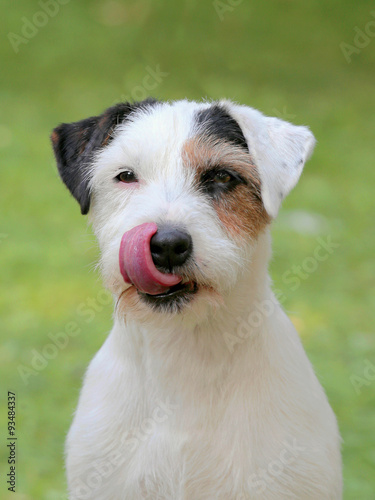 Portrait of Parson Russell Terrier