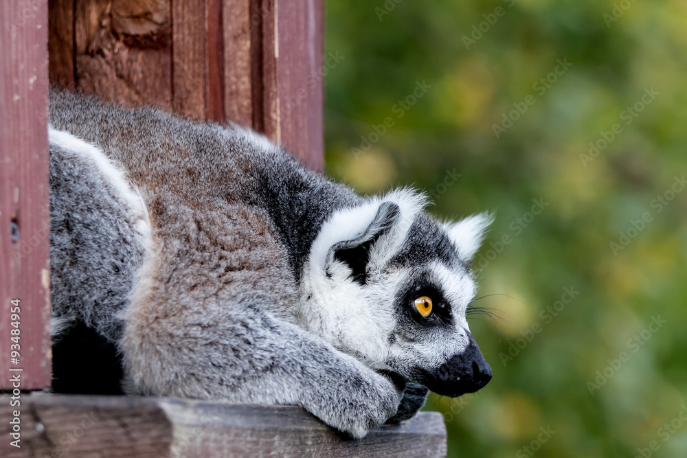 Obraz premium Ring-tailed lemur catta looking
