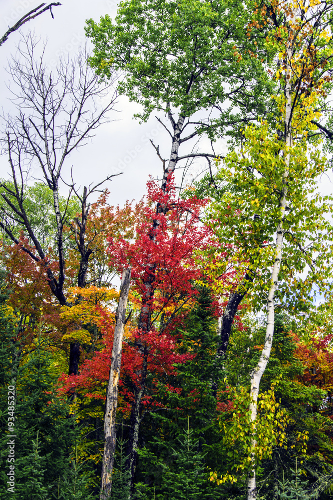 Naklejka premium Burst of autumn in the Renfrew Valley of Central Ontario, Canada