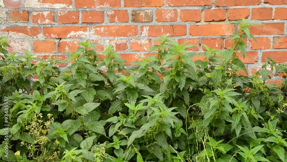 Brennesseln vor alter Backsteinmauer Brennesseln vor alter Backsteinmauer