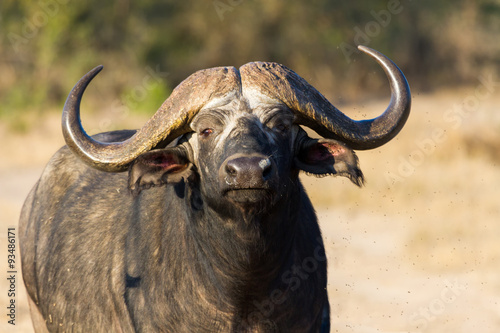 Cape buffalo standing in the open search for possible danger