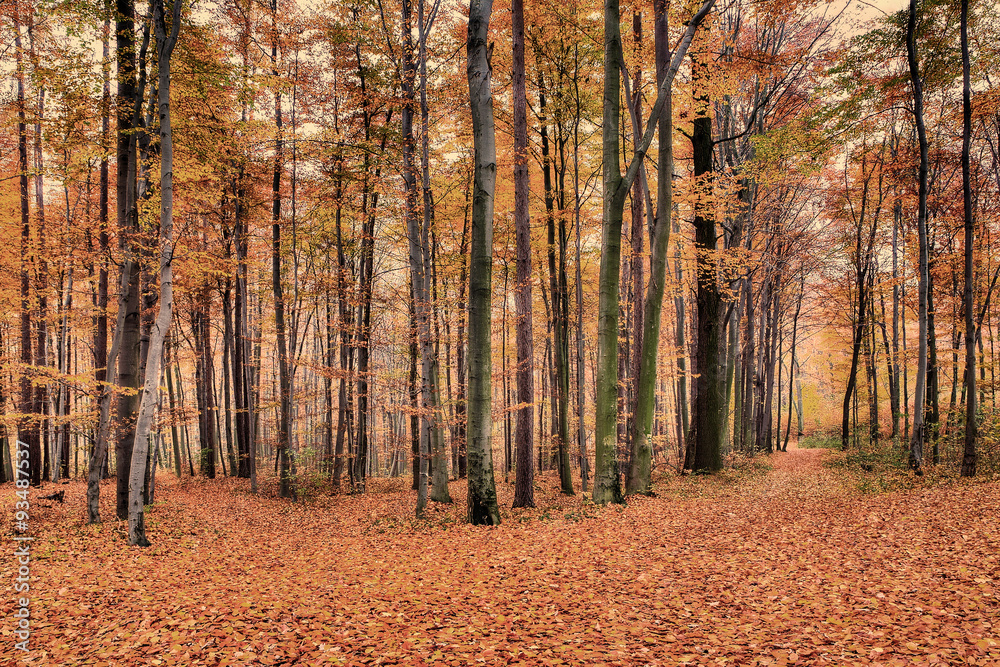 Obraz premium Jesienny widok lasu