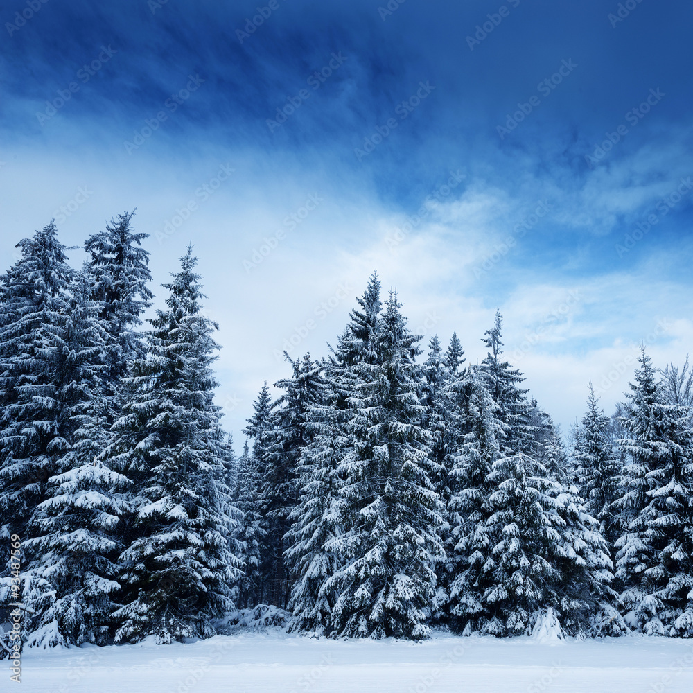 Naklejka premium winter landscape