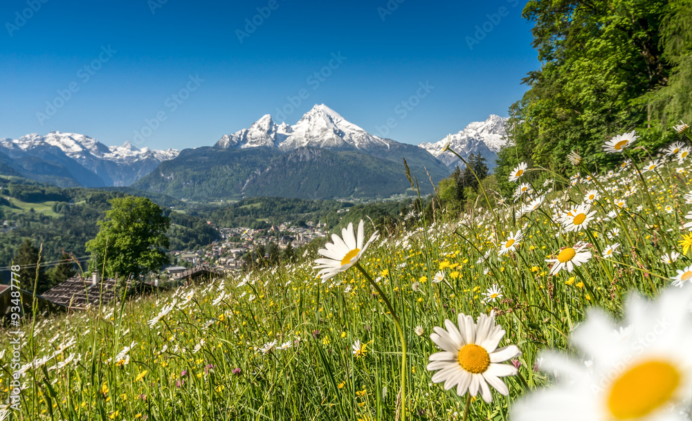 Mountain pastures with flowers in the Alps in springtime