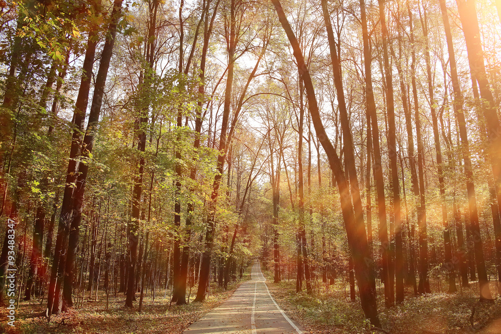 Obraz premium landscape background in sunny autumn park