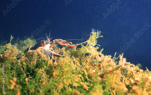 crayfish diving photo photo