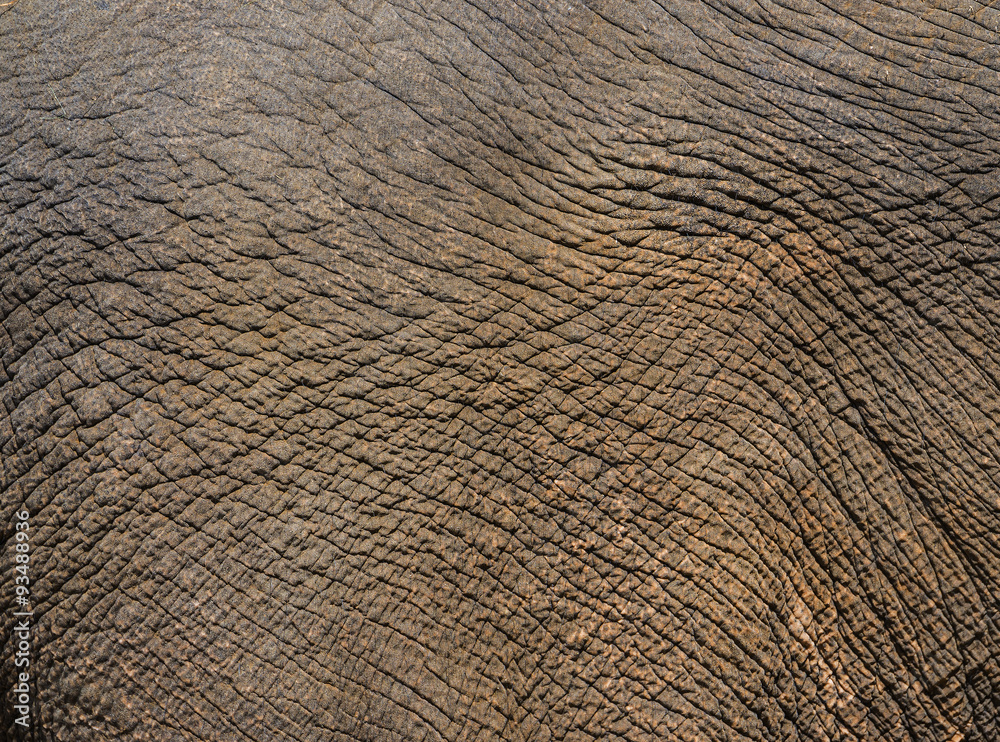 Fototapeta premium elephant face with detail of skin
