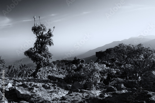 Aloe on high mountain rocks landscape at sunset with clear skies photo