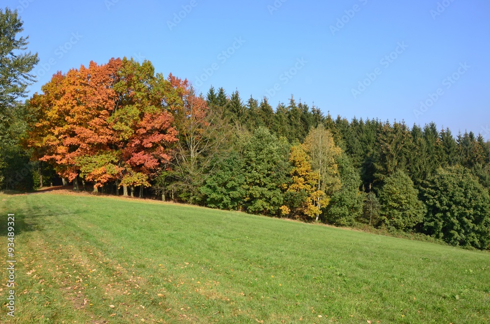 Hügellandschaft mit Herbstbäumen