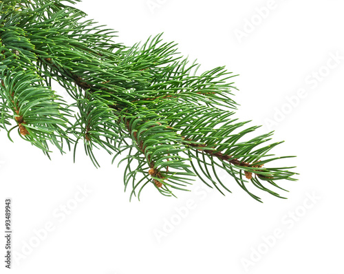 Branch of Christmas tree