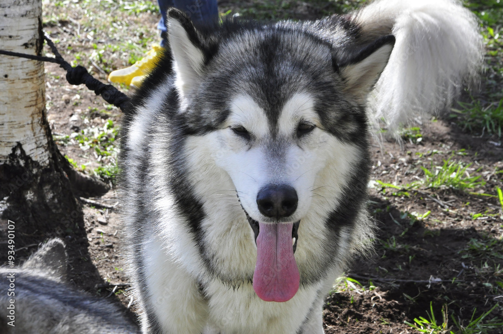 Obraz premium Husky dog stuck out her tongue