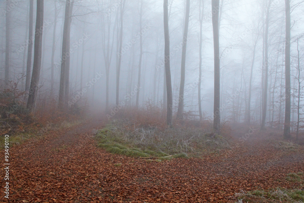 Naklejka premium Buchenwald