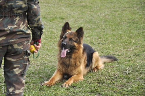 Training police dogs