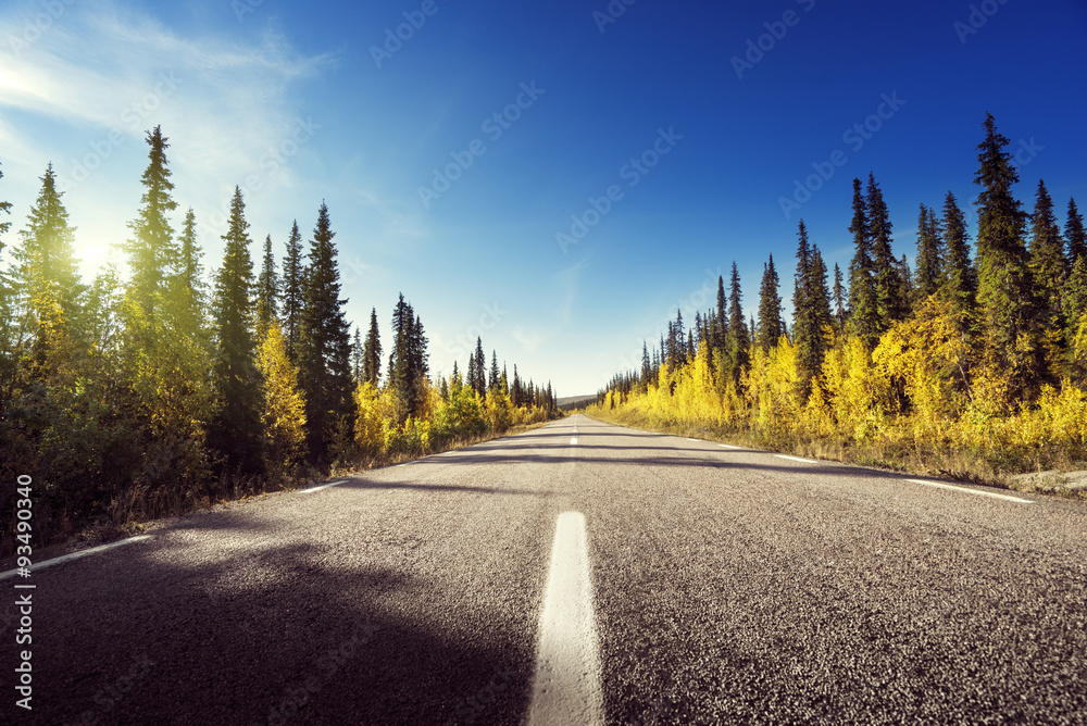 Obraz premium Road in autumn forest, Sweden