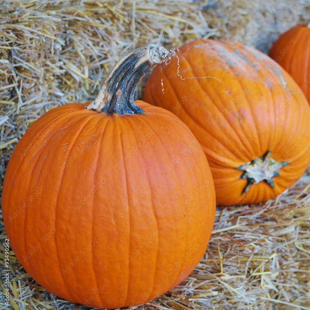 Round orange pumpkins at the farmers market in the fall