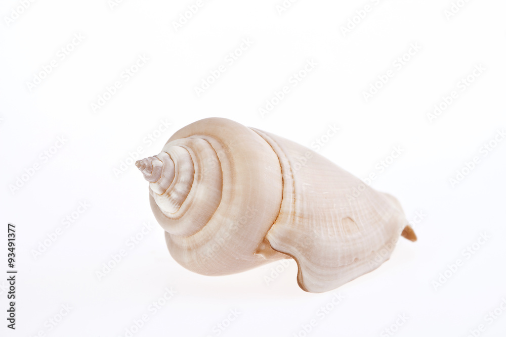single seashell isolated on white background
