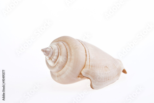 Obraz na płótnie single seashell isolated on white background w salonie