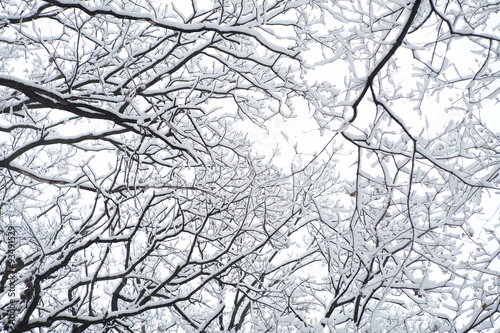 Beautiful winter landscape