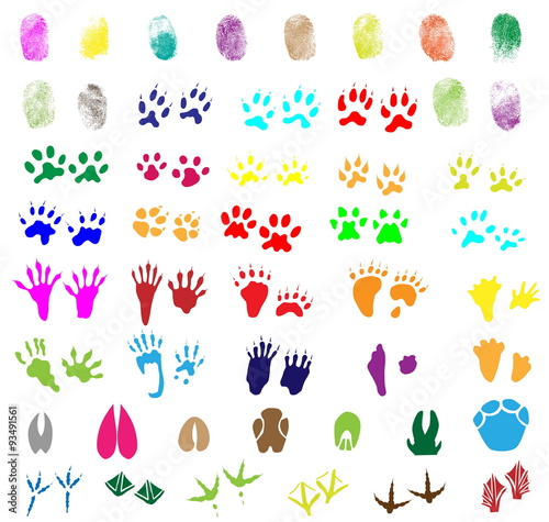 Collection of fingerprints  animal and bird trails
