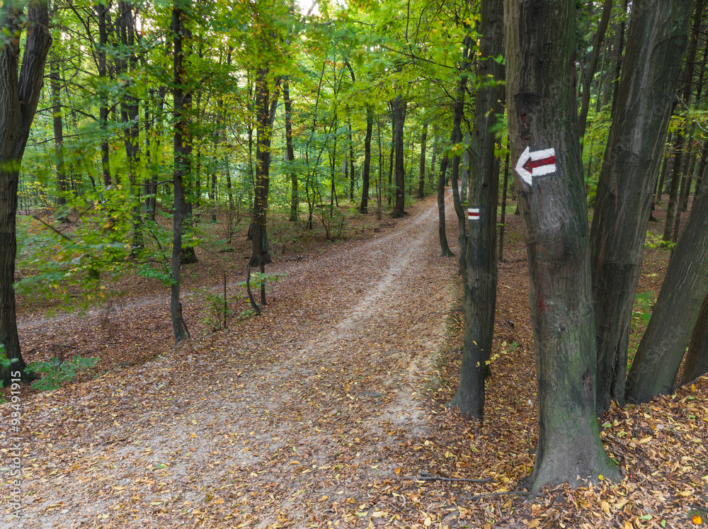 Forest trail marked with red signs Forest trail marked with red signs