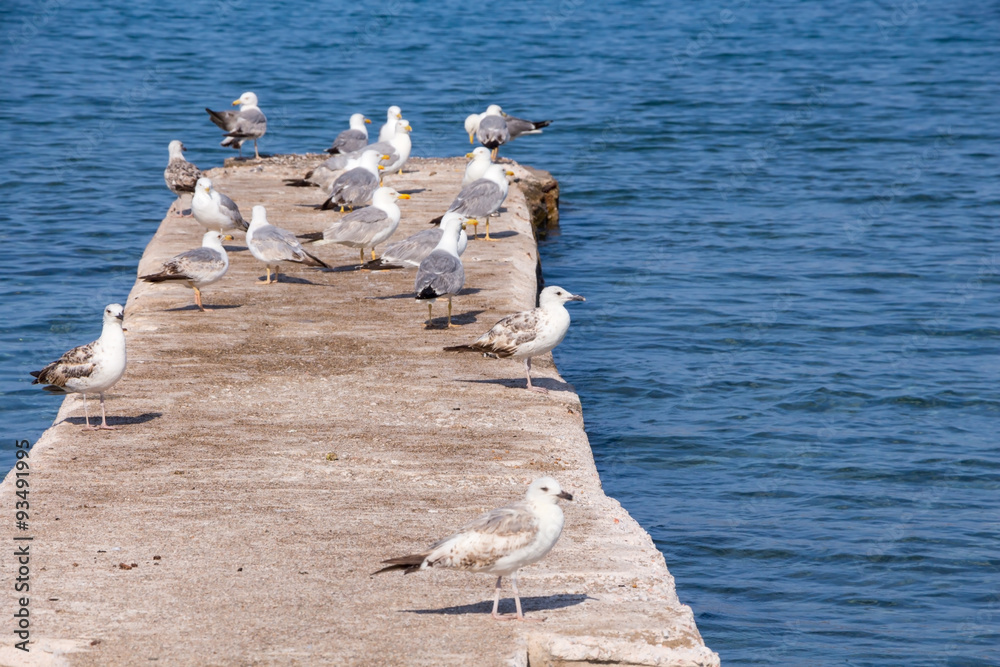 Obraz premium Some seagulls on concrete dock on the sea.
