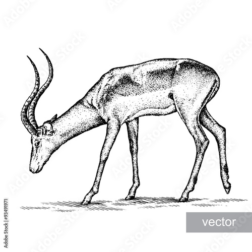 antelope