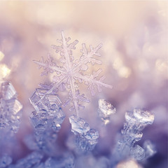 Winter Flowers