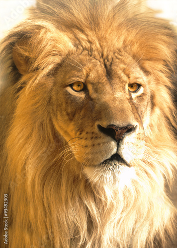 african lion portrait  panthera leo