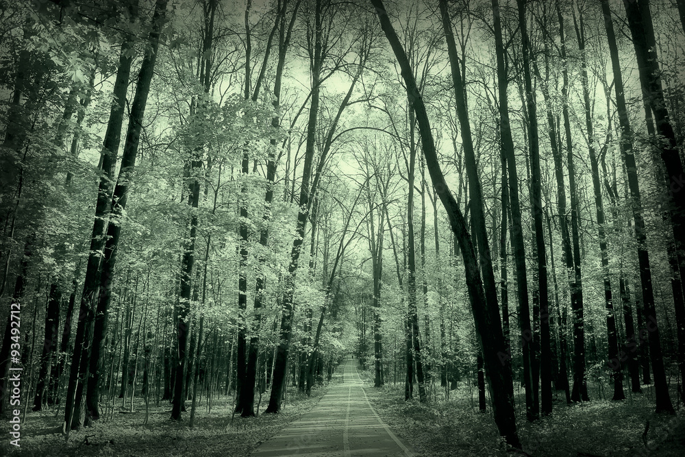 Fototapeta premium monochrome landscape nature park