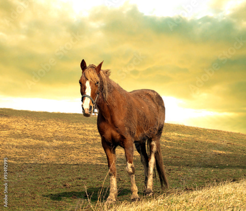 horse at sundown