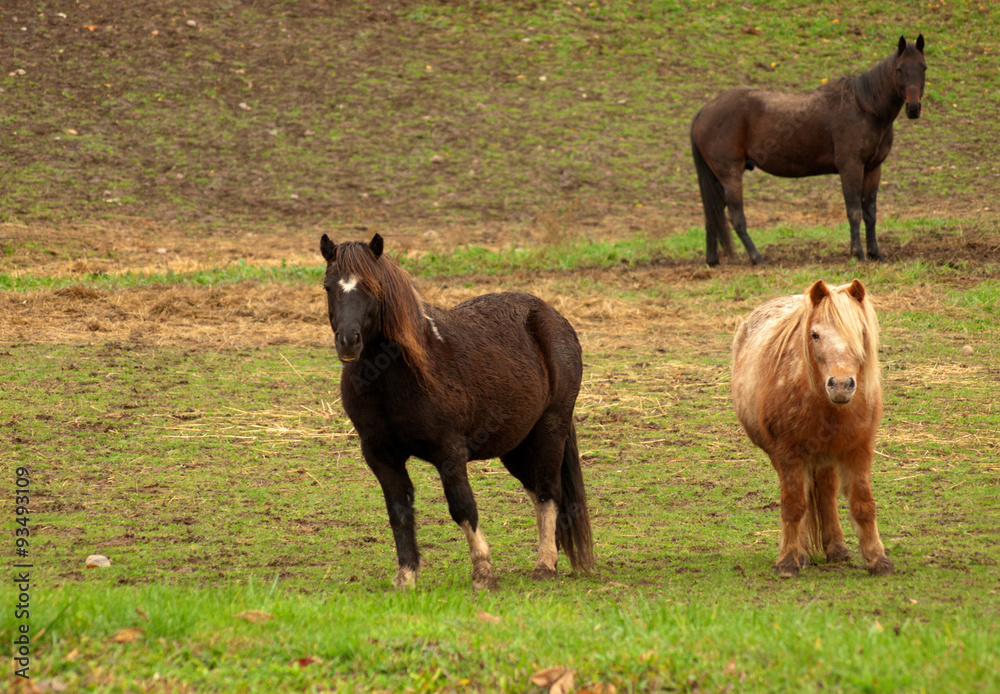 horse and ponies horse and ponies