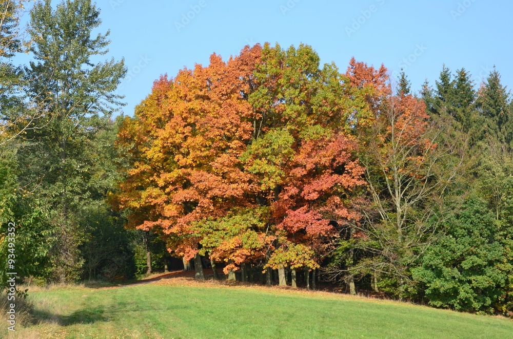 Naklejka premium Herbstlandschaft Mischwald